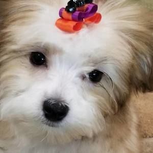 Meet your Posher, Anne